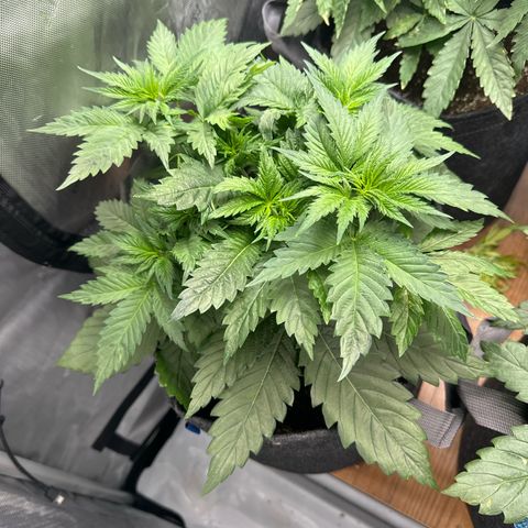 Future #1 growlog timeline photo