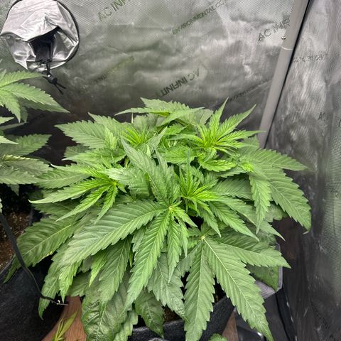 Imperium X 1 growlog timeline photo