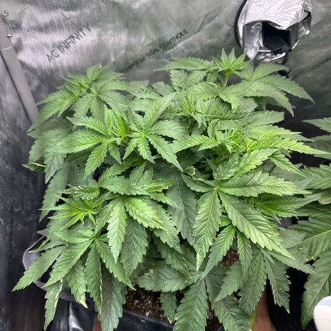Purple Thai growlog timeline photo
