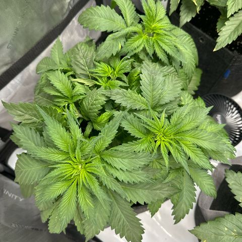 Future #1 growlog timeline photo