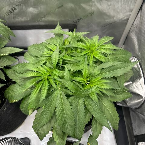 Imperium X 1 growlog timeline photo