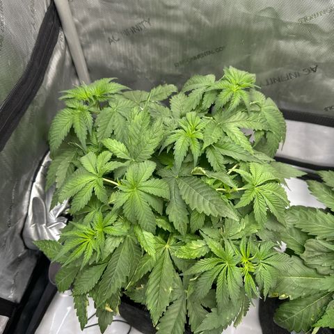 Purple Thai growlog timeline photo