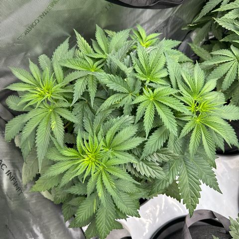 Future #1 growlog timeline photo