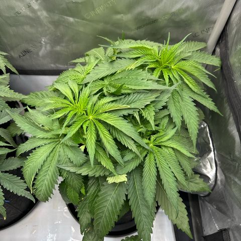 Imperium X 1 growlog timeline photo