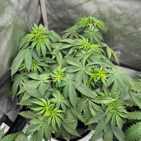 Purple Thai growlog timeline photo