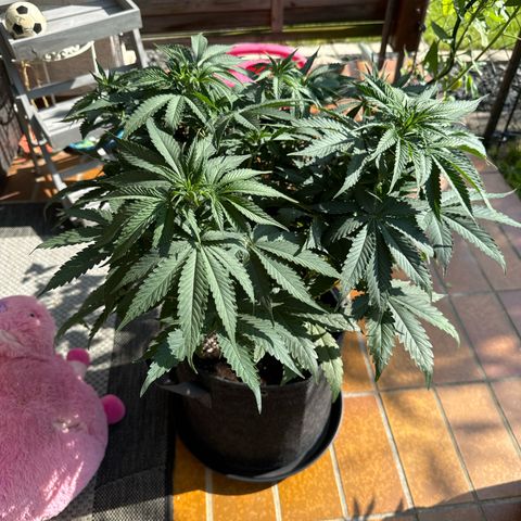 Purple Thai growlog timeline photo