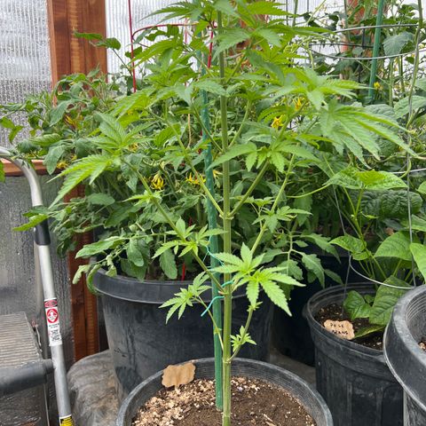 Paula Kamala growlog timeline photo