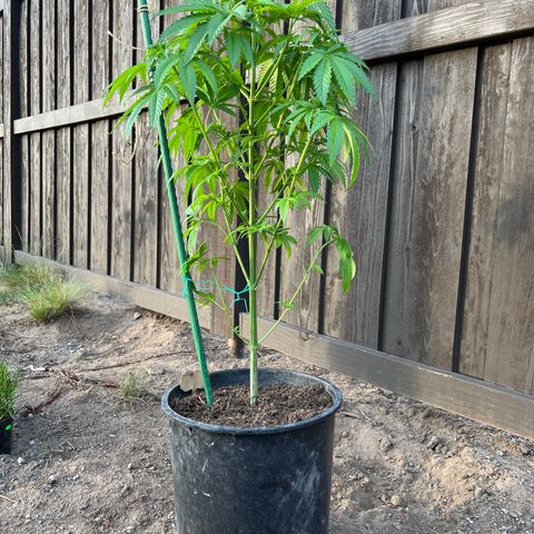 Paula Kamala growlog photo: First day back home from the greenhouse 