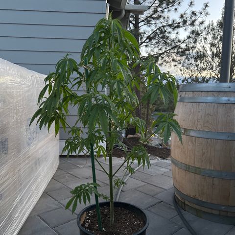Paula Kamala growlog timeline photo