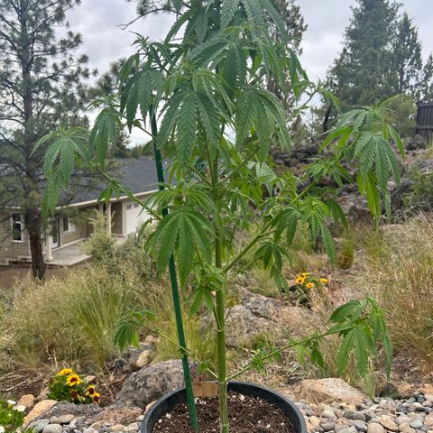 Paula Kamala growlog photo: Before repotting 