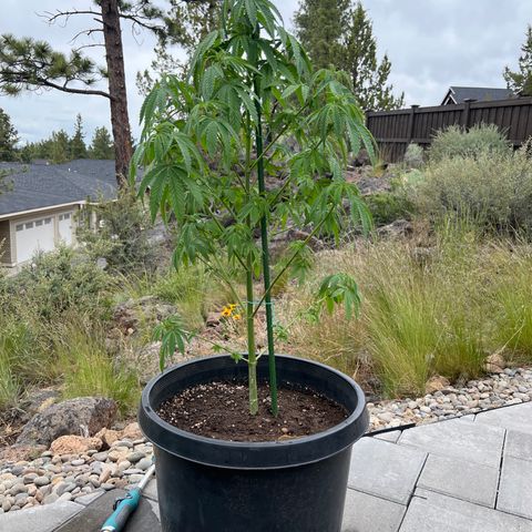 Paula Kamala growlog photo: After repotting 