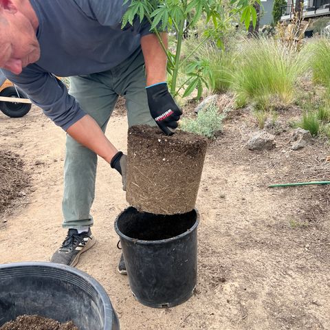 Paula Kamala growlog photo: Roots 