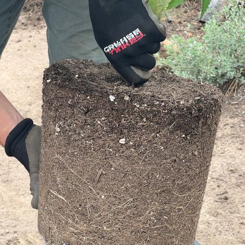 Paula Kamala growlog photo: Roots 