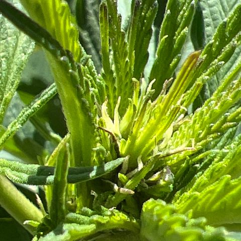 Paula Kamala growlog photo: Pistils are showing 