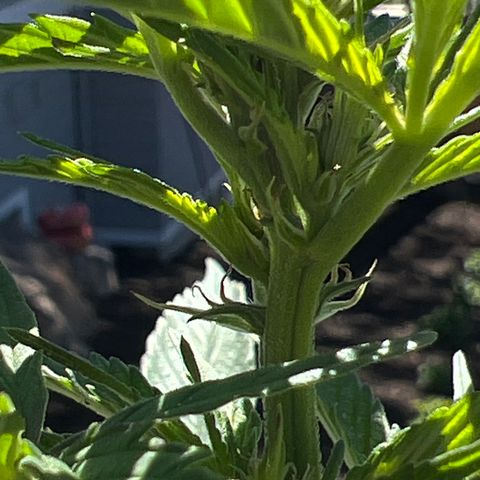 Paula Kamala growlog photo: Pistils are showing 