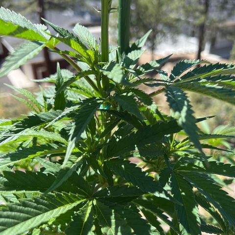 Paula Kamala growlog photo: Pistils are showing 