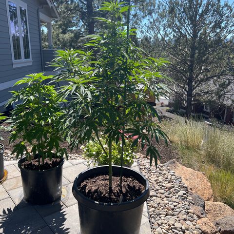 Paula Kamala growlog photo: Pistils are showing 