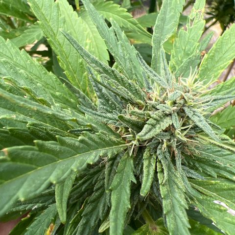 Paula Kamala growlog timeline photo