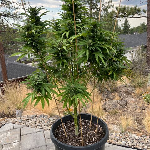 Paula Kamala growlog timeline photo