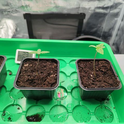 cookie casket growlog photo: Erde ist noch schön feucht. 
Temperatur und Luftfeuchtigkeit sind auch im grünen Bereich 