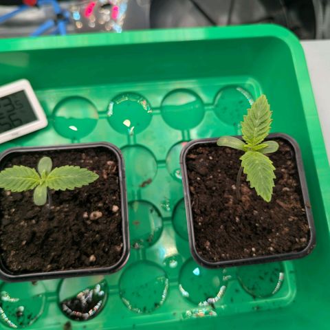 cookie casket growlog timeline photo