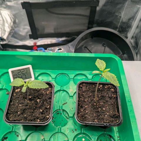 cookie casket growlog timeline photo