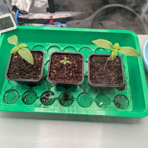 cookie casket growlog timeline photo