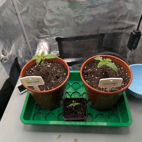 cookie casket growlog timeline photo