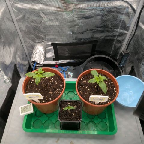 cookie casket growlog photo: Die linke wirkt etwas gestresst, mal schauen wie sie so das Umtopfen vertragen hat. 
Heute wird nichts gemacht. 
Erde noch ausreichend feucht, Luftfeuchtigkeit etwas angepasst. Temperatur leider ein paar Grad zu kalt. 