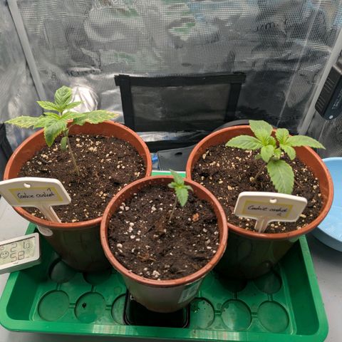cookie casket growlog timeline photo
