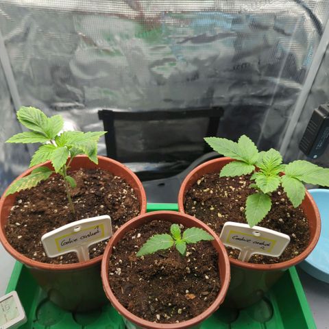 cookie casket growlog timeline photo