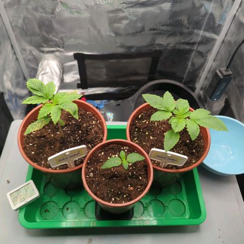 cookie casket growlog timeline photo