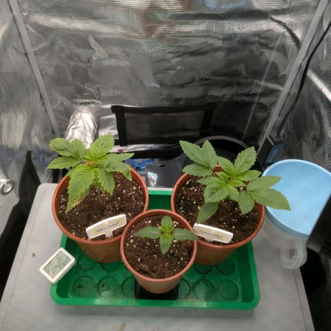 cookie casket growlog timeline photo