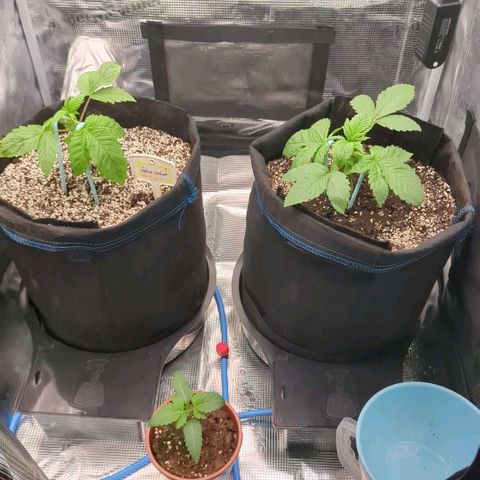 cookie casket growlog timeline photo