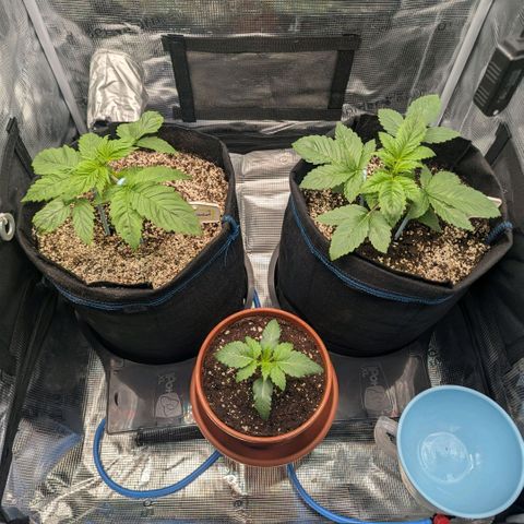 cookie casket growlog timeline photo