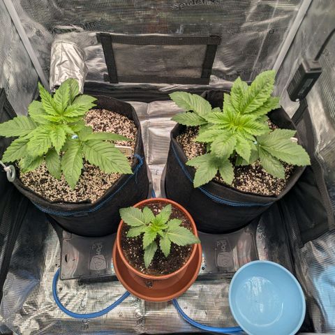 cookie casket growlog timeline photo