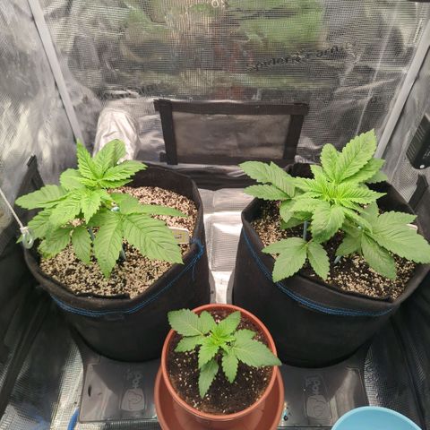 cookie casket growlog timeline photo