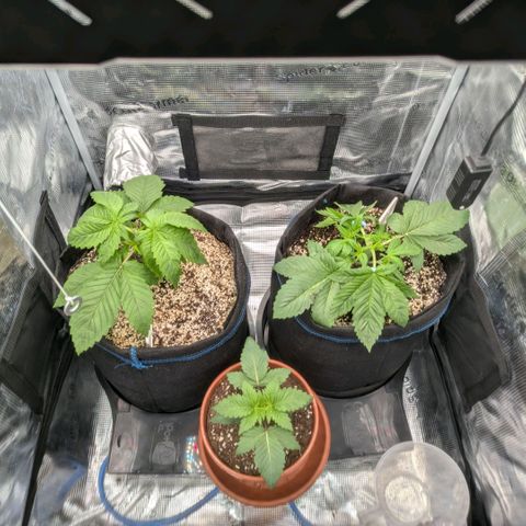 cookie casket growlog timeline photo