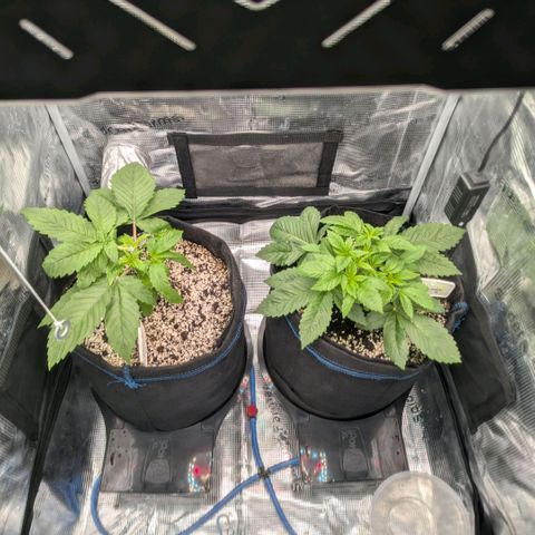 cookie casket growlog timeline photo