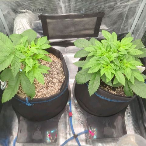 cookie casket growlog timeline photo