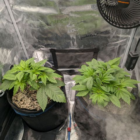 cookie casket growlog timeline photo