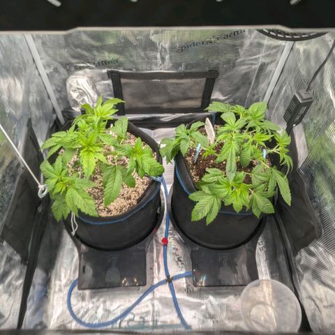 cookie casket growlog timeline photo
