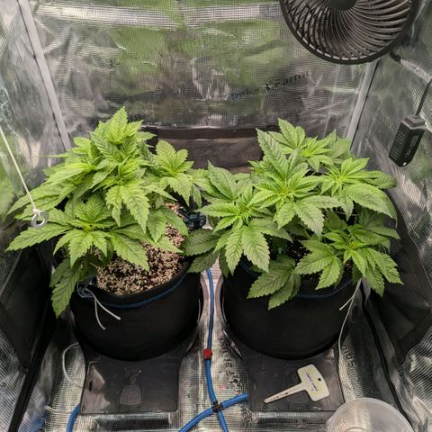 cookie casket growlog timeline photo