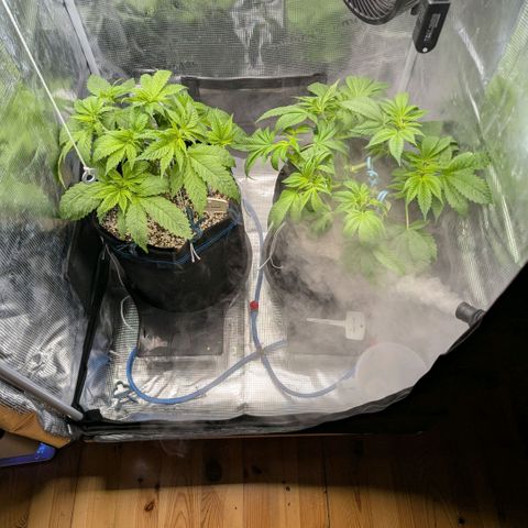 cookie casket growlog timeline photo
