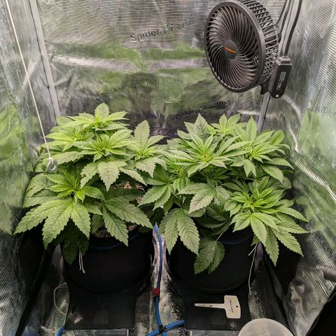 cookie casket growlog timeline photo