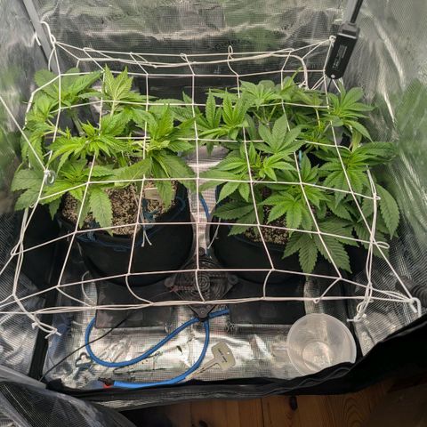 cookie casket growlog timeline photo