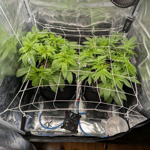 cookie casket growlog timeline photo