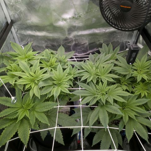 cookie casket growlog timeline photo