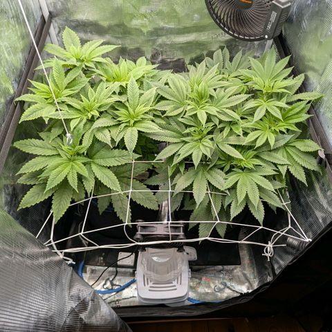 cookie casket growlog timeline photo
