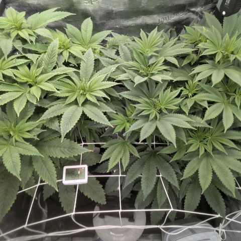 cookie casket growlog timeline photo